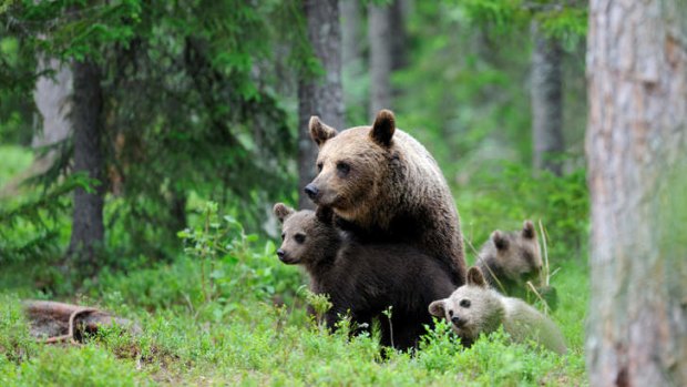 Playtime: A brown bear family in the Karelian woodlands of eastern Finland.