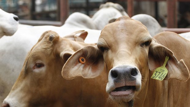 Backlash ... the government faces an internal push to ban all live exports to Indonesia.