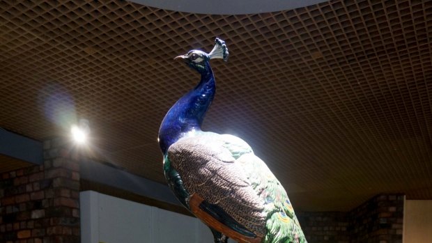 A magnificent ceramic peacock from the Wedgwood Collection stands 1.5 metres tall.