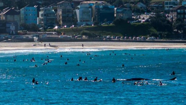 Whale of a time ... surfers initially surround the 10-metre whale at Bondi Beach on Sunday.