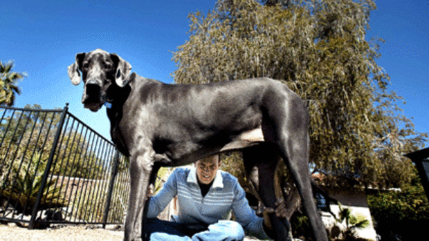 Giant George and his owner David Nasser.