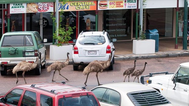 Emus parade through downtown Longreach.