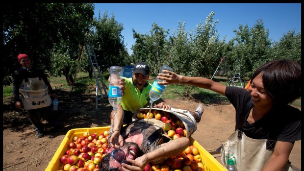 Pascal Cannebotin gets drenched with water by Guy Young, left, and Toshiaki Shimauvhi while Florian Mamert looks on. They were finishing up picking nectarines on a fruit property in Mooroopna.