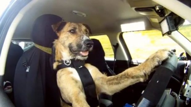 Did this driving dog make you laugh out loud?