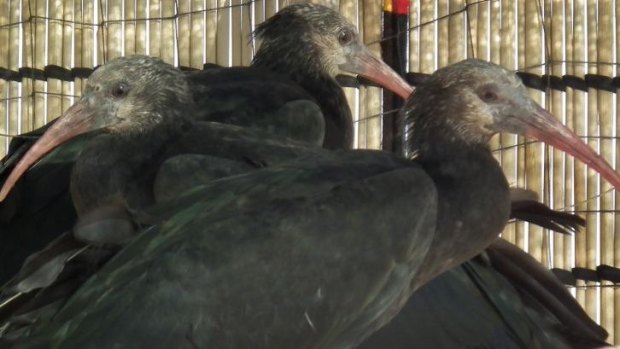 The Bald Ibises involved in the study.