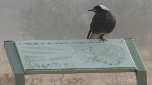 A magpie leads the way to the frost hollow