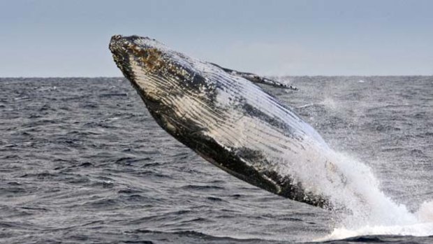 At risk ... a humpback whale breaching off Sydney Heads yesterday. Scientists say global warming threatens its food sources.