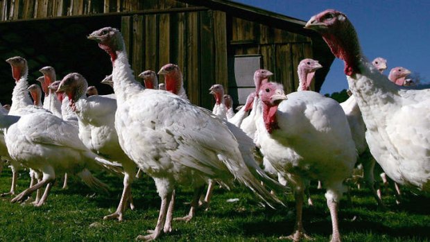 Turkeys of the wild variety get the documentary treatment  in <i>My Life As a Turkey</i>.