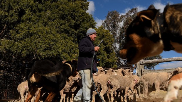 Most of the 15 dogs Peter Moore works and trains at his sheep farm near Tarana are the offspring of Rainbow. 