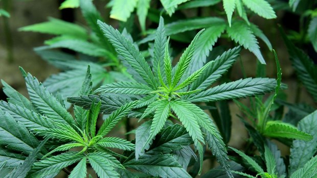 Seven men from Point Cook faces charges for cannabis cultivation.