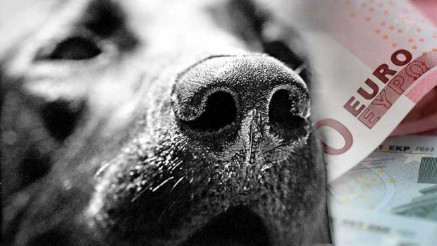 Nose for money .... labrador sniffer dogs are proving to be very effective.