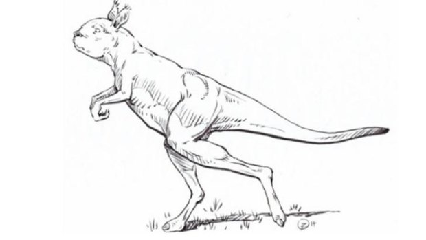 Sketch of a large sthenurine kangaroo. Ancient relatives of the modern kangaroo walked upright on two legs.