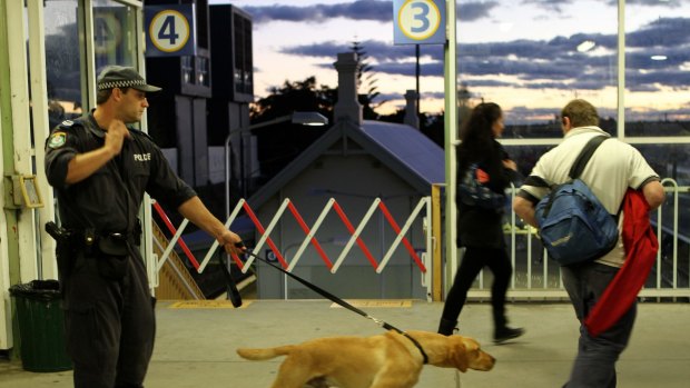 Police sniffer dogs at work at St Peters train station in Sydney ... The research found that in nearly 90 per cent of police commands more than half of searches by the dogs do not find drugs.