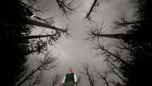 A pocket of mountain ash trees at Kinglake that survived the Black Saturday bushfires.