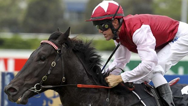 Big raps &#8230; Peter Robl sticks with Darley colt Sessions at Rosehill on Saturday.