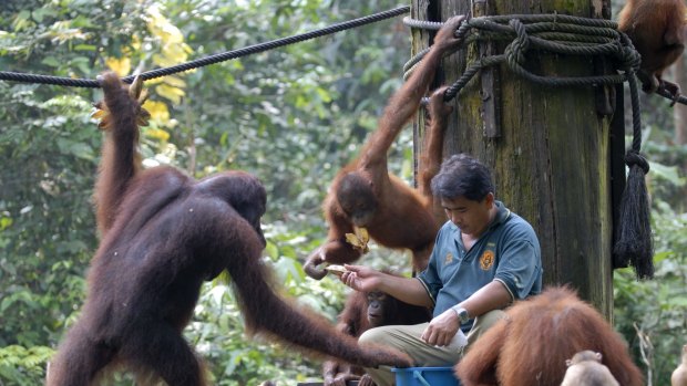 Orangutans and macaques being fed at the Sepilok Orangutan Rehabilitation Centre.