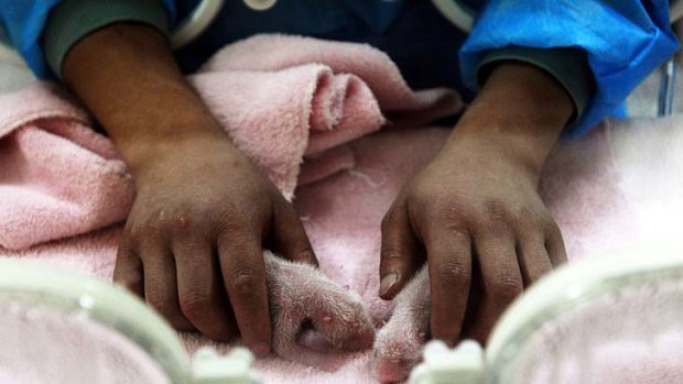 Sleep time ... newborn panda cubs at the Panda Base in Chengdu.