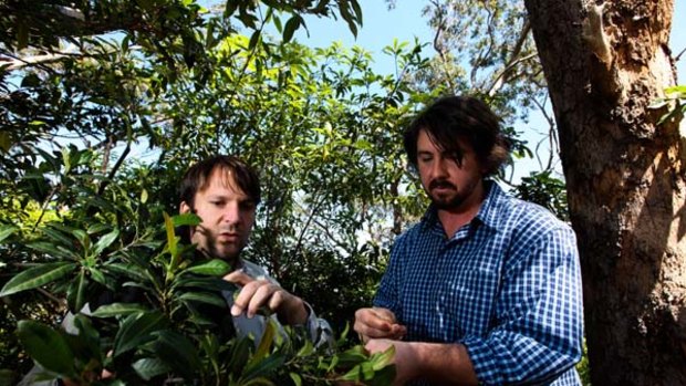 On the food trail ... Rene Redzepi, left, with Sydney chef Mike Eggert searching for bush tucker at Middle Head yesterday.