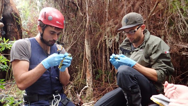 Dejan Stojanovic and his PhD student Ross Crates carefully measure orange-bellied parrot nestlings.