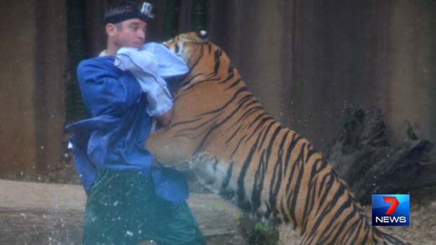 The tiger attacks the trainer at Australia Zoo.