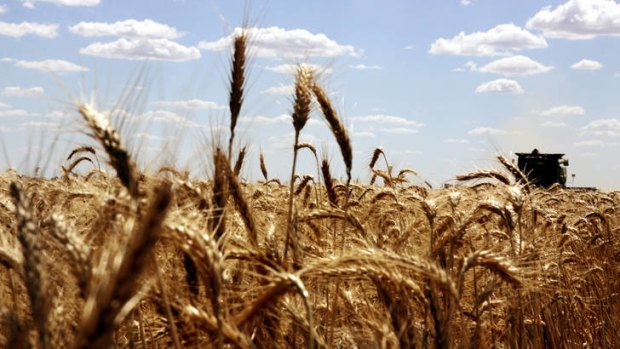 A wheat field awaits harvesting.