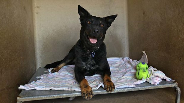 Waiting for a new home ... Oscar is in need of adoption from the Yagoona RSPCA shelter.