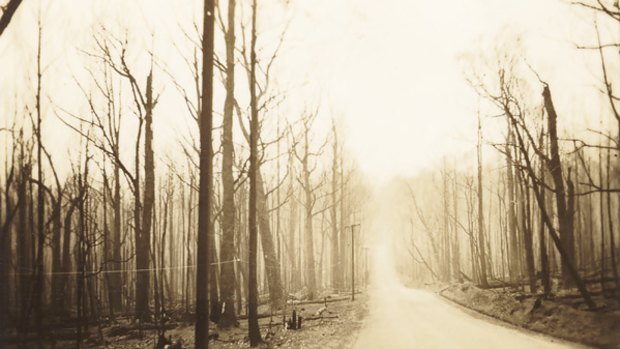 The Healesville to Marysville road after Black Friday, 1939.