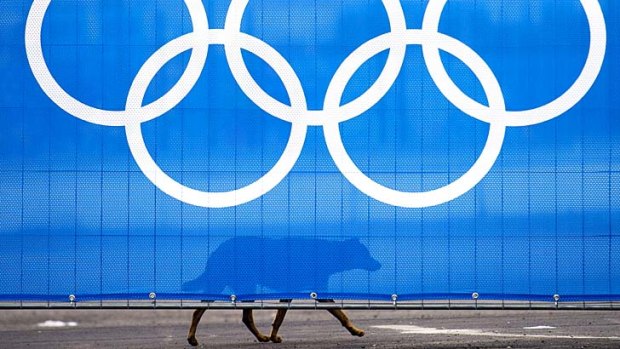 A stray dog walks past the Olympic rings in Sochi.