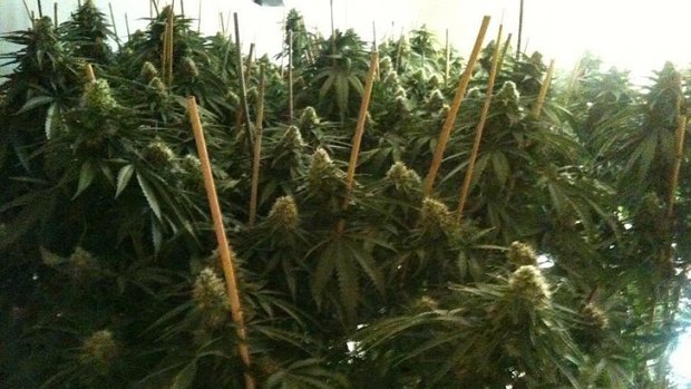 Sea of green ... Police have released pictures of just some of the 2000-strong cannabis crop.