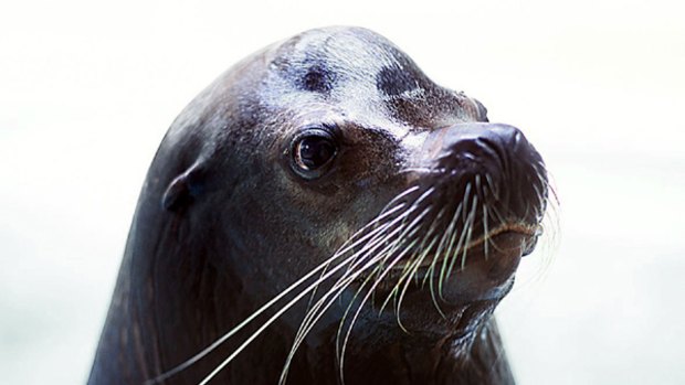 Exhausted sea lion dies during mating season