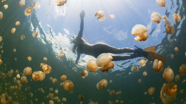 A tourist swims with a harmless variety of jellyfish in Jellyfish Lake, Micronesia. However, blooms of many stinging jellyfish species are causing problems for swimmers in oceans around the world.