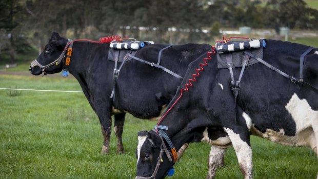 Emission mission ... the new additive  has helped slash the cows' methane output.