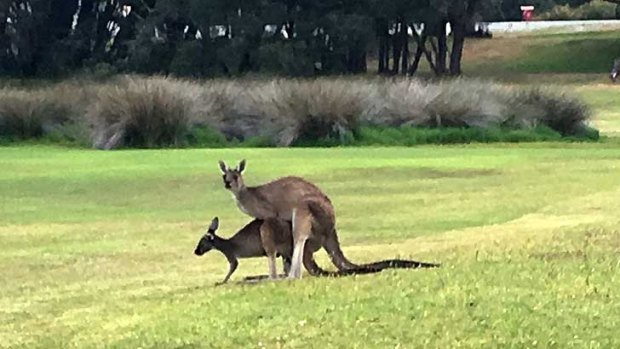 Excuse me! This just happened right next to the playground at the Ocean Beach Holiday park.