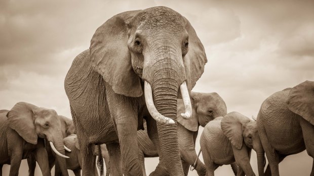 "The most powerful weapon is showing locals that conservation makes financial sense," says Kenya-based conservation scientist Jeremy Goss. "With elephants, we have a tourism industry that benefits us all." 