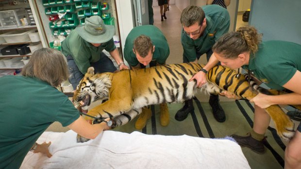 Perth Zoo's 10-year-old Sumatran Tiger, Dumai, got a Valentine's Day check-up.