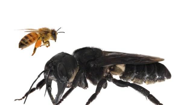 One of the first images of a living Wallace’s giant bee. Megachile pluto is the world’s largest bee,  approximately ten times larger than a European honey bee.