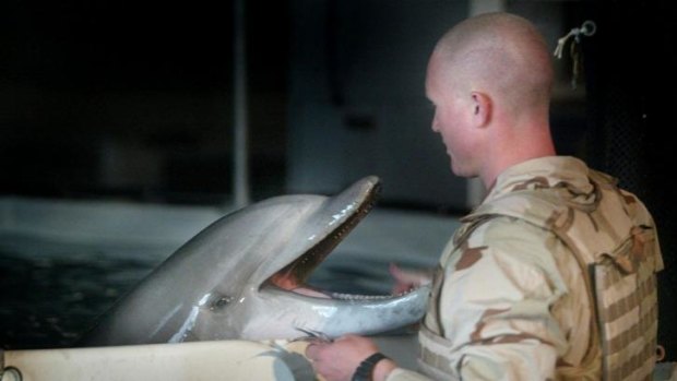 The US military maintains a dolphin program, too.