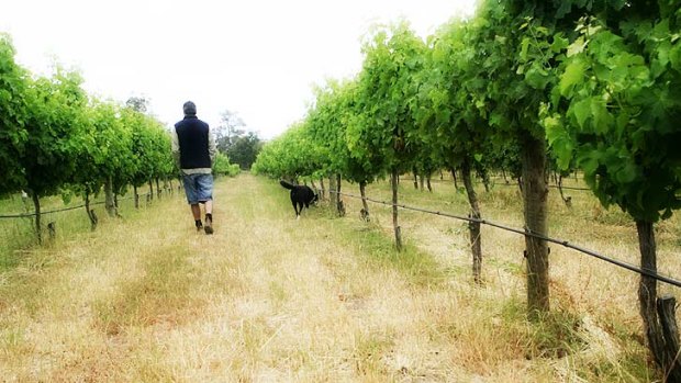 Consumers' taste for top drops benefits West Australian wine producers.