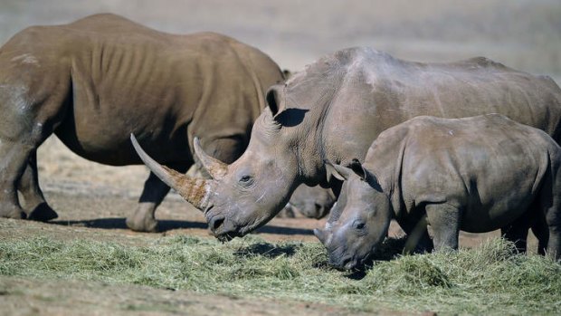 Approaching extinction: Rhinos graze in South Africa.