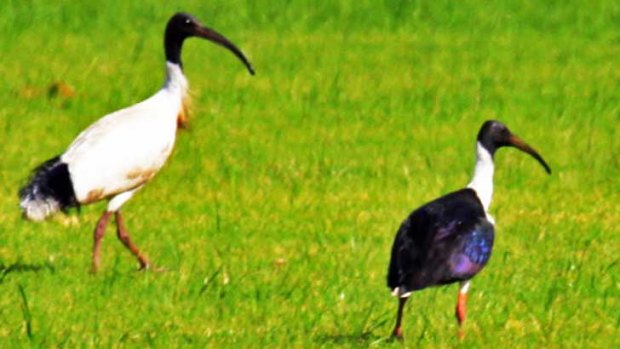 A sacred ibis, left, shares a water meadow with its straw-necked cousin.