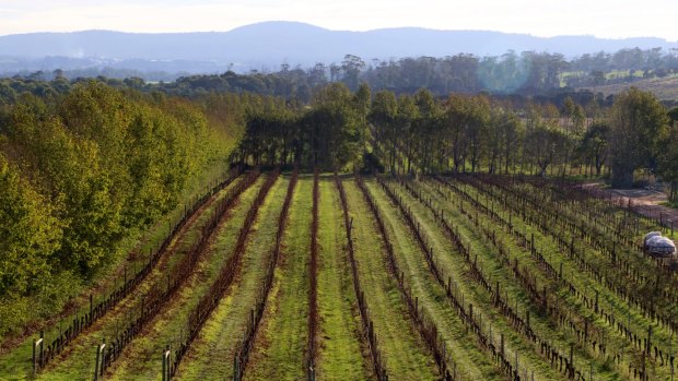 Sweeping view: The Tamar Valley Vineyard.