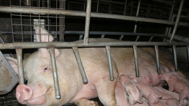 Sow stalls, farrowing in Australian Intensive Piggeries factory farming. Image supplied by Animals Australia http://www.savebabe.com/media/   