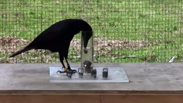 A crow from Grande-Terre, New Caledonia, displaces water with an object.