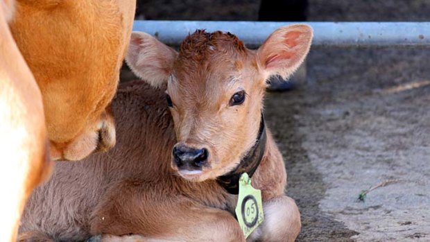 Facing a short life: Bobby calf ''O'' after feeding.