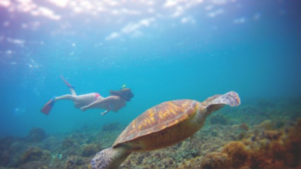 Swimming with turtles at Old Settlement Beach.