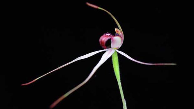 The endangered Frankston Spider Orchid.