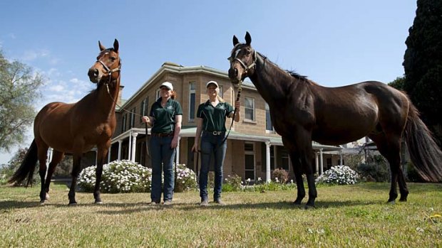 Expectant mums ... Artistique, left, the dam of Golden Rose favourite Nechita (Fastnet Rock), and Xaar's Jewel, the dam of Golden Rose hopeful Ninth Legion (Fastnet Rock), are heavily in foal.