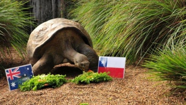 Hugo the giant Galapagos tortoise, from the Australian Reptile Park, picks Chile over Australia.