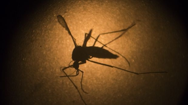 The Department of Immigration and Border Protection said "every precaution" was being taken to stop transferees contracting the Zika virus. 
