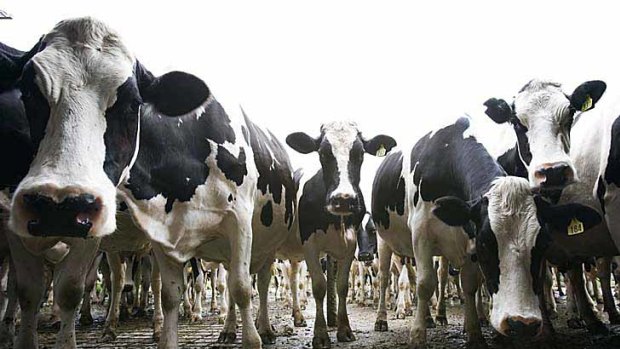 Cows being milked on a dairy farm near Kiama on the South Coast.